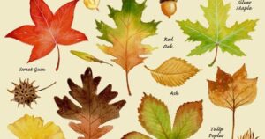 leaf identification image