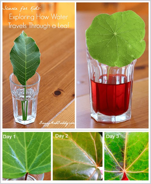 experiment with water transport through leaves